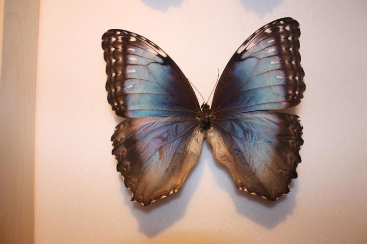 Morpho peleides (maybe) aberrant (Internet Image property of respective owner, non-commercial use only)